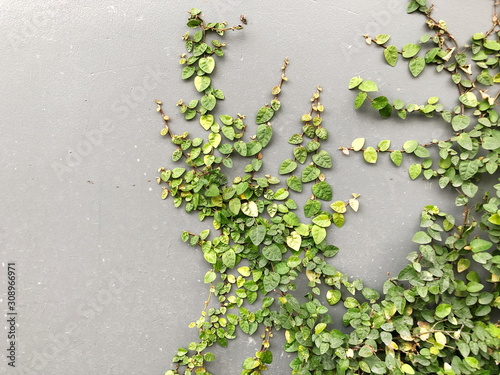 Green Creeper Plant on a Graye Wall Background © Suwit