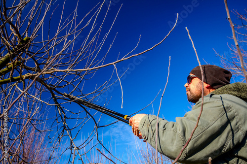 Gardener is cutting branches, pruning fruit trees with long shears in the orchard © Roman_23203