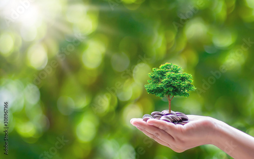 Plant small trees on coins and a natural green background. Money and investment growth ideas.