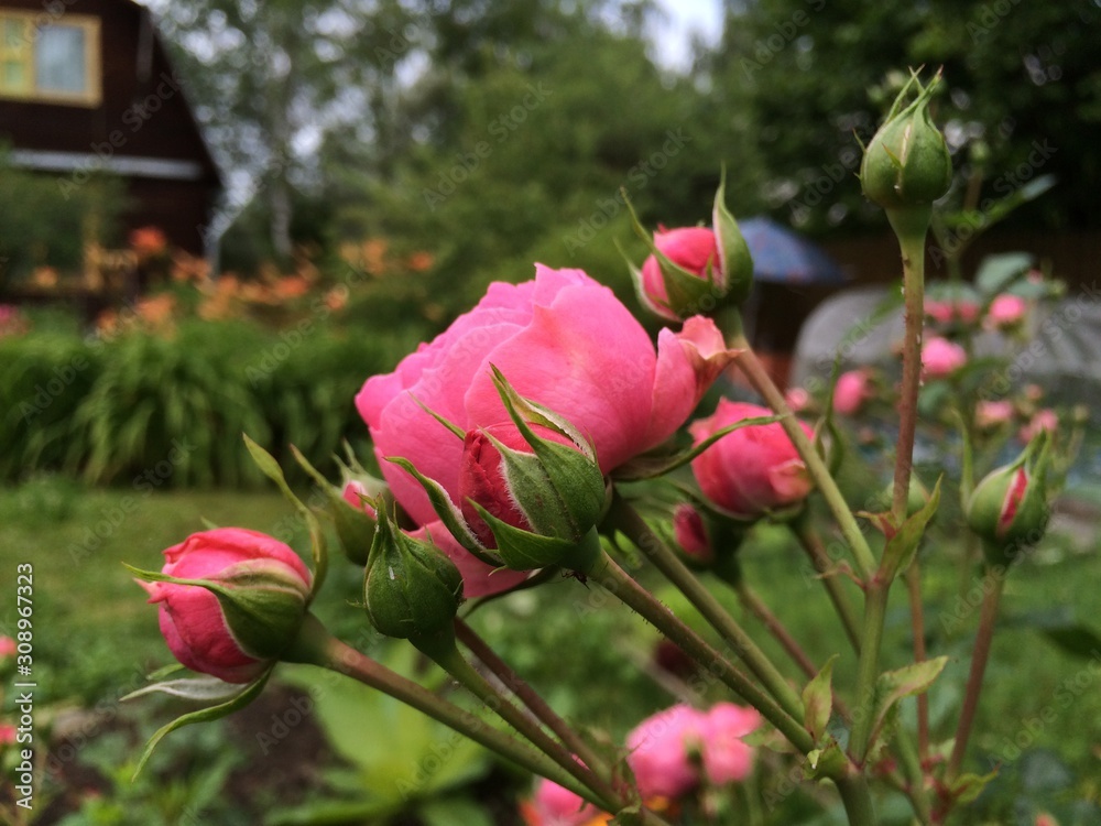 Buds of pink roses of different sharpness on the background of the garden with the house. Mobile photo in natural daylight in Russia.