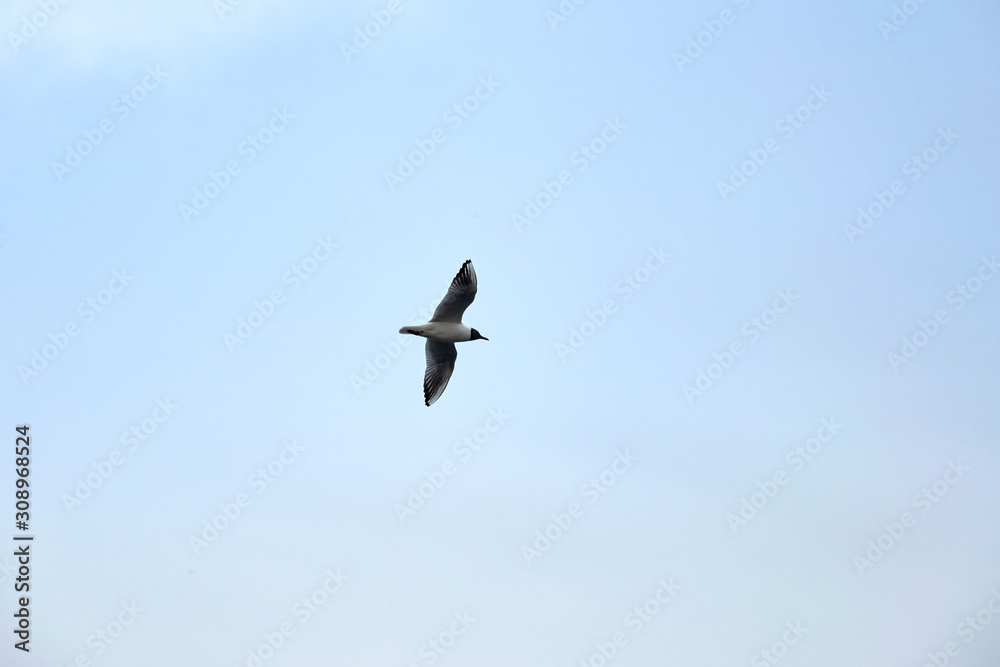 Flying seagull in the sky in winter Flying seagull in the sky in winter