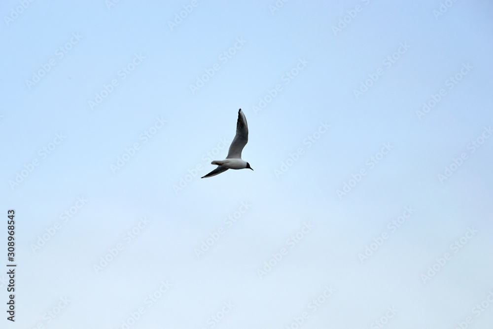 Flying seagull in the sky in winter