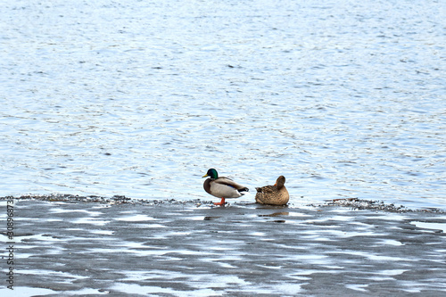 ducks sitting on the ice of a frozen river.