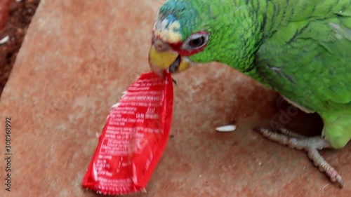 Green parrot eating plastic caught in yelagiri India so avoid using plastic to save birds and animals photo