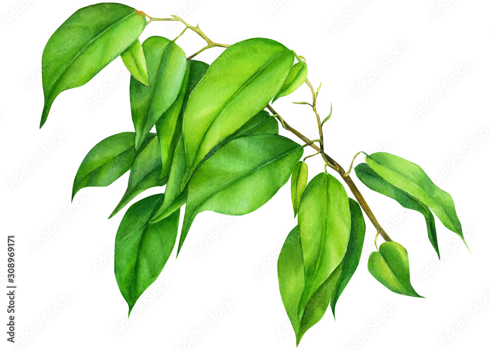 Fototapeta premium Ficus green leaves on isolated white background, watercolor illustration, botanical painting