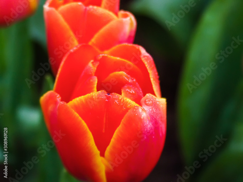 Tulip flowers with a green leaf background in a tulip field in the winter or spring day