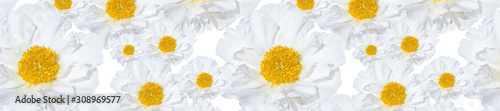 Banner loral pattern of white peonies with yellow centers