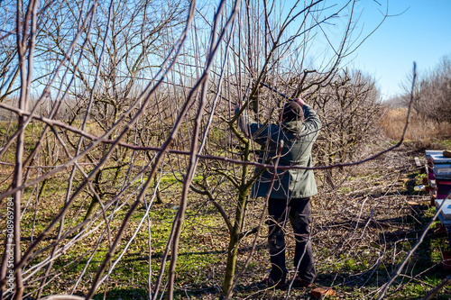 Gardener is cutting branches, pruning fruit trees with long shears in the orchard