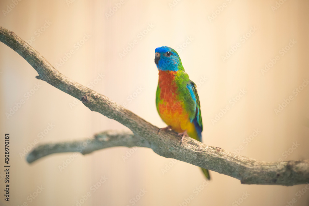 Green Splendid Parakeet bird perching on branch