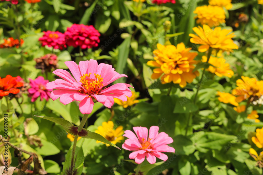 Colorful flower in the garden with sunny light Colorful flower in the garden with sunny light