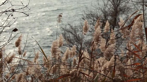 Wallpaper Mural Grass sways in the wind against the background of the sea. Torontodigital.ca