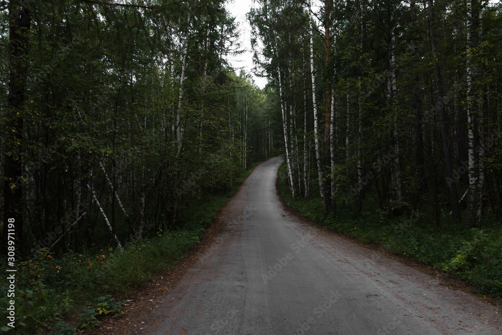 Naklejka premium asphalt in the woods