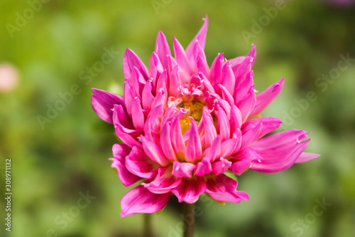 Pink Dahlia Flower in the garden with blur background in the morning