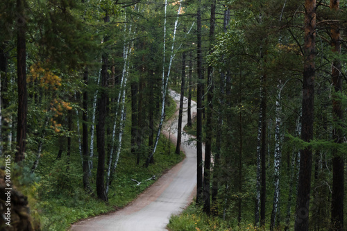 asphalt in the woods