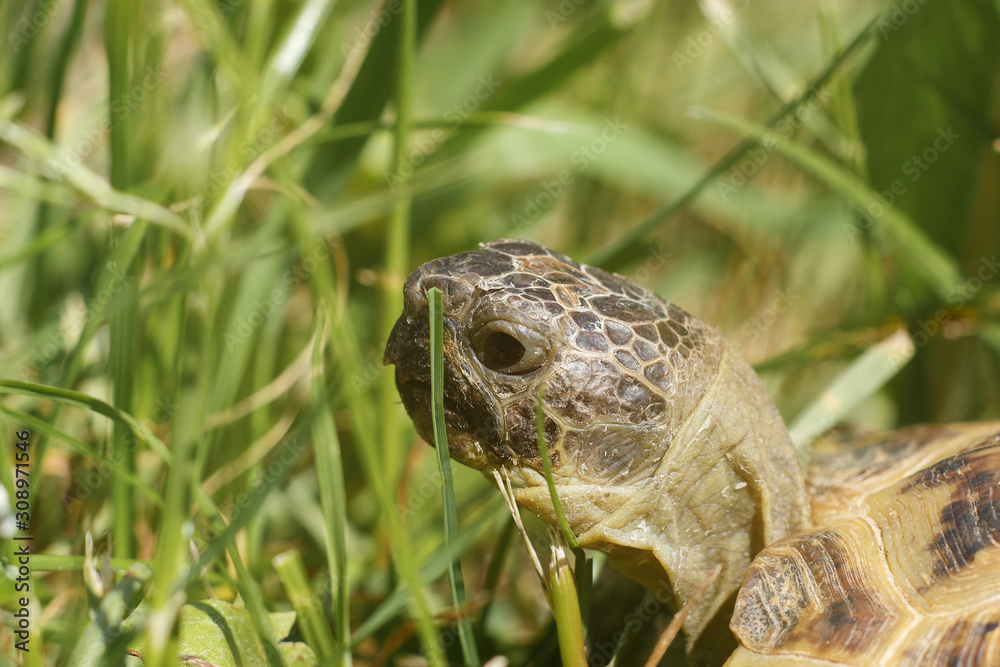 Central Asian tortoise creeping in the green grass. The head of a land tortoise close-up. Macro shot of reptiles. Central Asian tortoise creeping in the green grass. The head of a land tortoise close-up. Macro shot of reptiles.