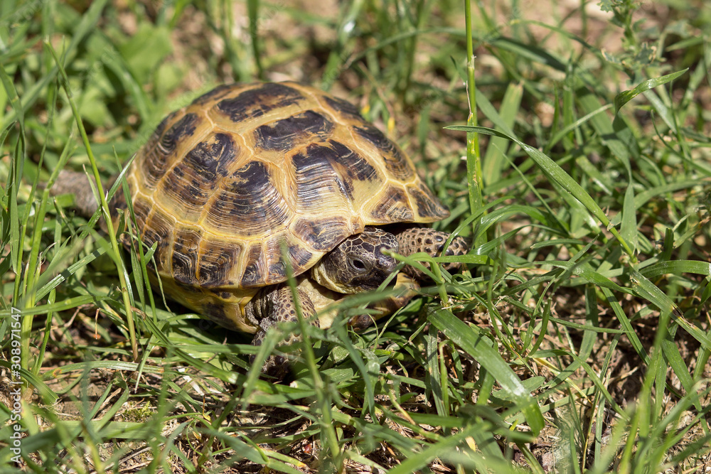 Central Asian tortoise creeping in the green grass. Central Asian tortoise creeping in the green grass.
