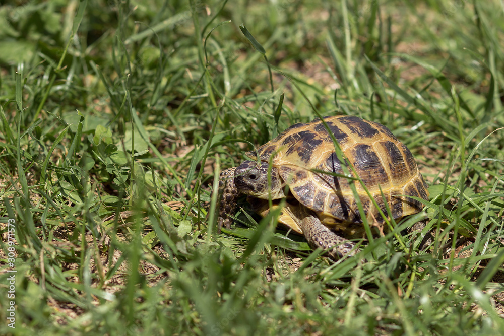 Central Asian tortoise creeping in the green grass. Central Asian tortoise creeping in the green grass.