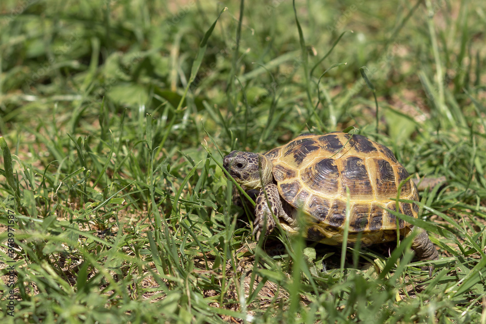 Central Asian tortoise creeping in the green grass. Central Asian tortoise creeping in the green grass.
