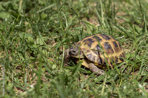 Central Asian tortoise creeping in the green grass. 
