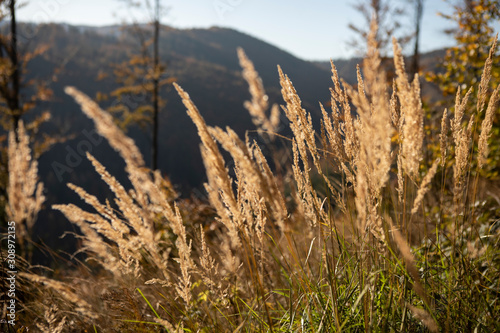 sunny day in the mountains landscape. Autumn scenery