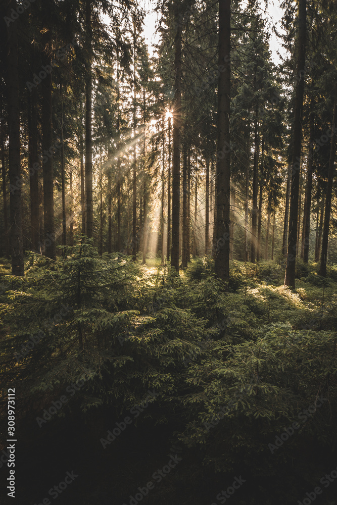 Obraz premium rays of sun in the forest