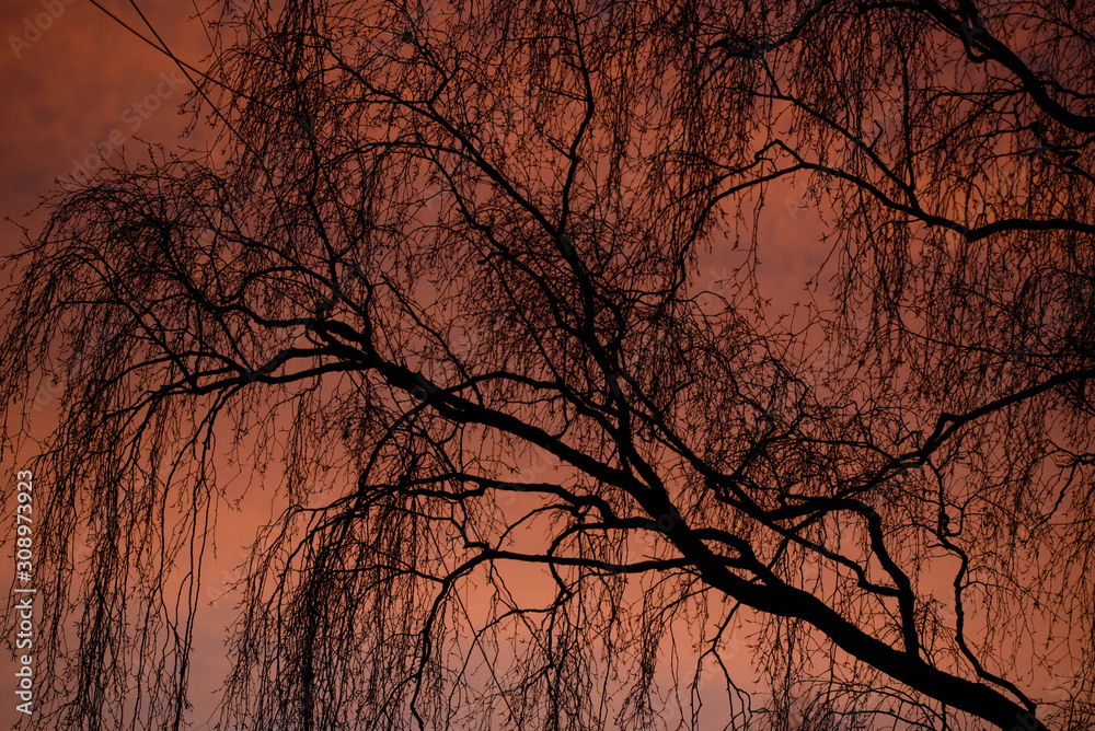 Selective focus photo. Sillhouette of building's facade and tree, during beautiful sunrise. Idyllic pink, orange sky. Selective focus photo. Sillhouette of building's facade and tree, during beautiful sunrise. Idyllic pink, orange sky.