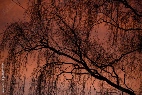 Selective focus photo. Sillhouette of building s facade and tree  during beautiful sunrise. Idyllic pink  orange sky.