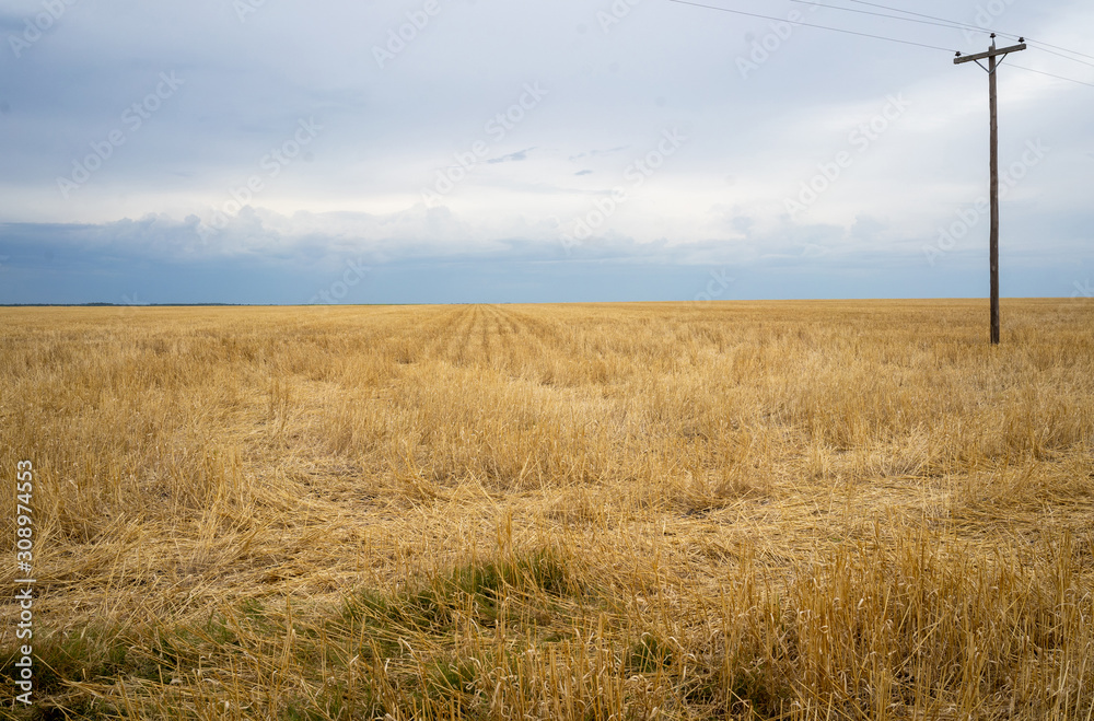 Fototapeta premium Freshly harvested wheat field, artificial irrigation with rural electrification