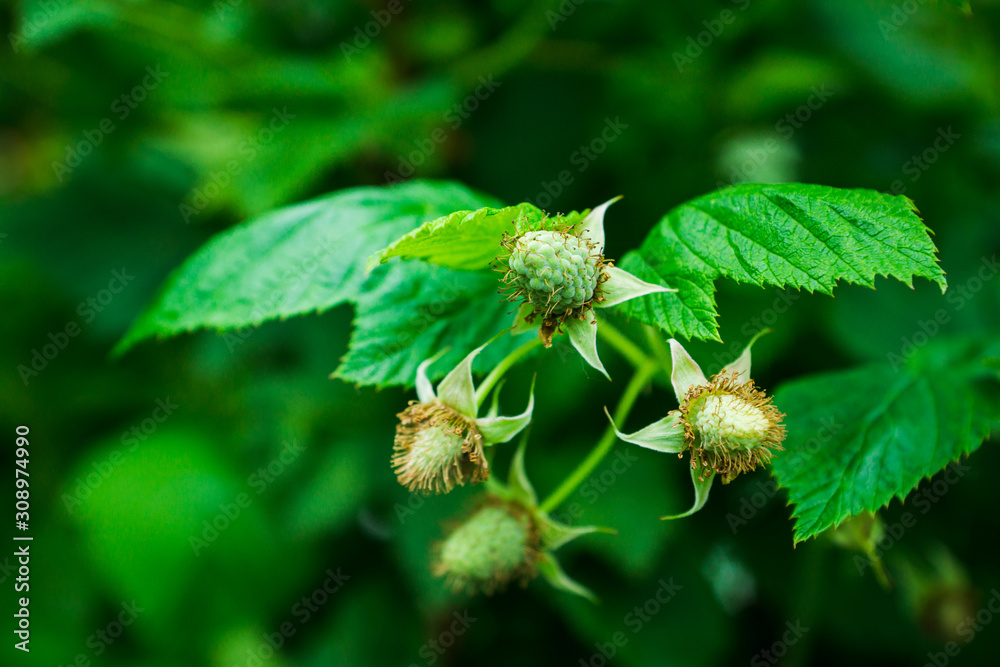 Blackberry bush with unripe berries in the garden. Selective focus. Blackberry bush with unripe berries in the garden. Selective focus.