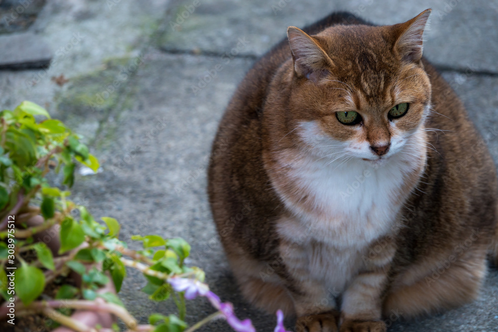 Obraz premium Stray cat