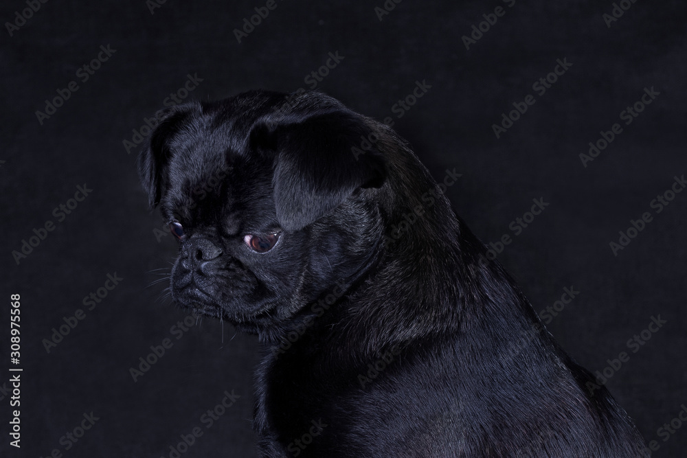 Portrait of a black dog of the Piti Brabancon breed on a black background