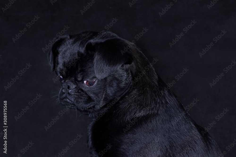 Portrait of a black dog of the Piti Brabancon breed on a black background Portrait of a black dog of the Piti Brabancon breed on a black background