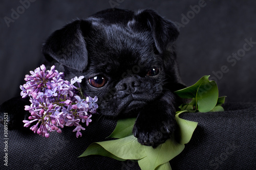 Portrait of a black dog of the Piti Brabancon breed on a black background with lilacs