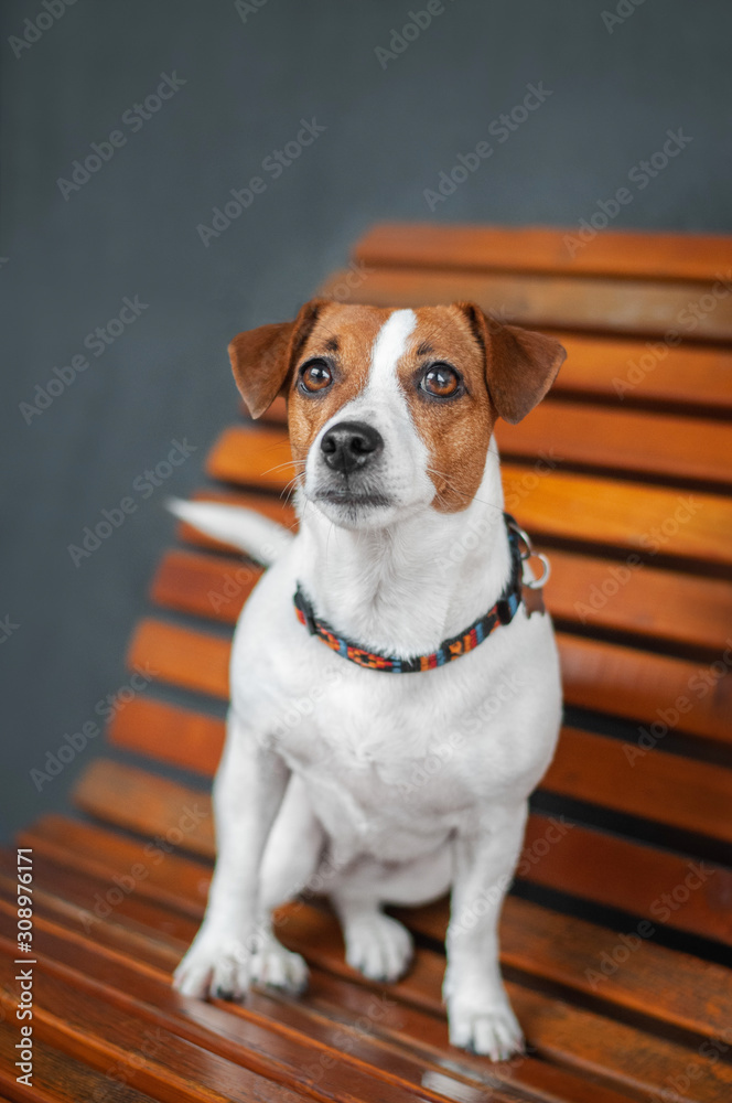 dog jack russell terrier is sitting on orange bench