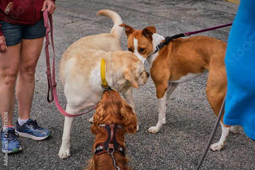 Sticker Dogs meeting each other on a walk in the park