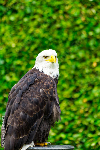 The eagle looks at the spectators from different angles and waits for Komando