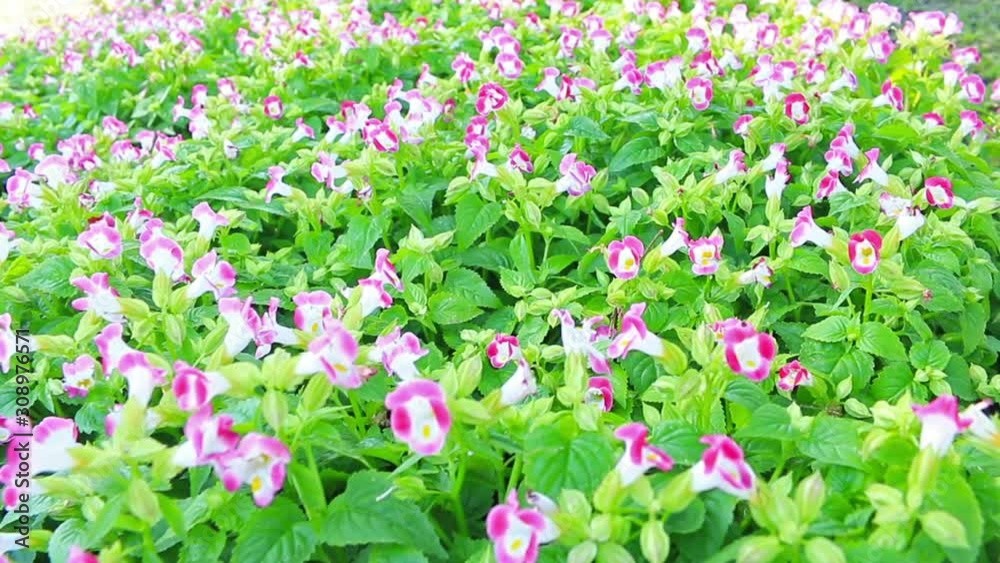 Pink flower with green leaf in garden, camera moving on dolly Pink flower with green leaf in garden, camera moving on dolly