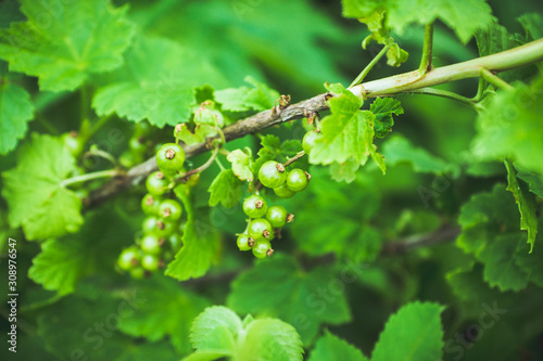 Red currant berry bush with unripe berries in the garden. Selective focus.