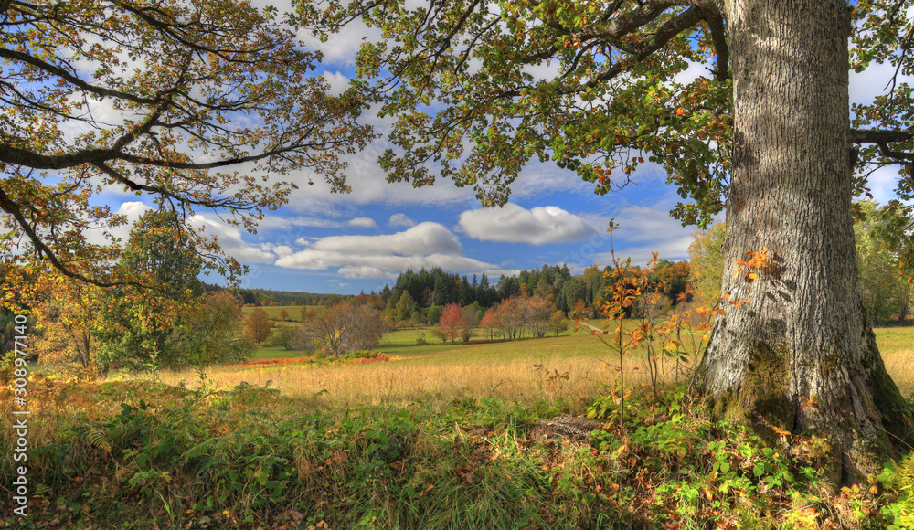 Obraz premium Idyllischer Schwarzwald
