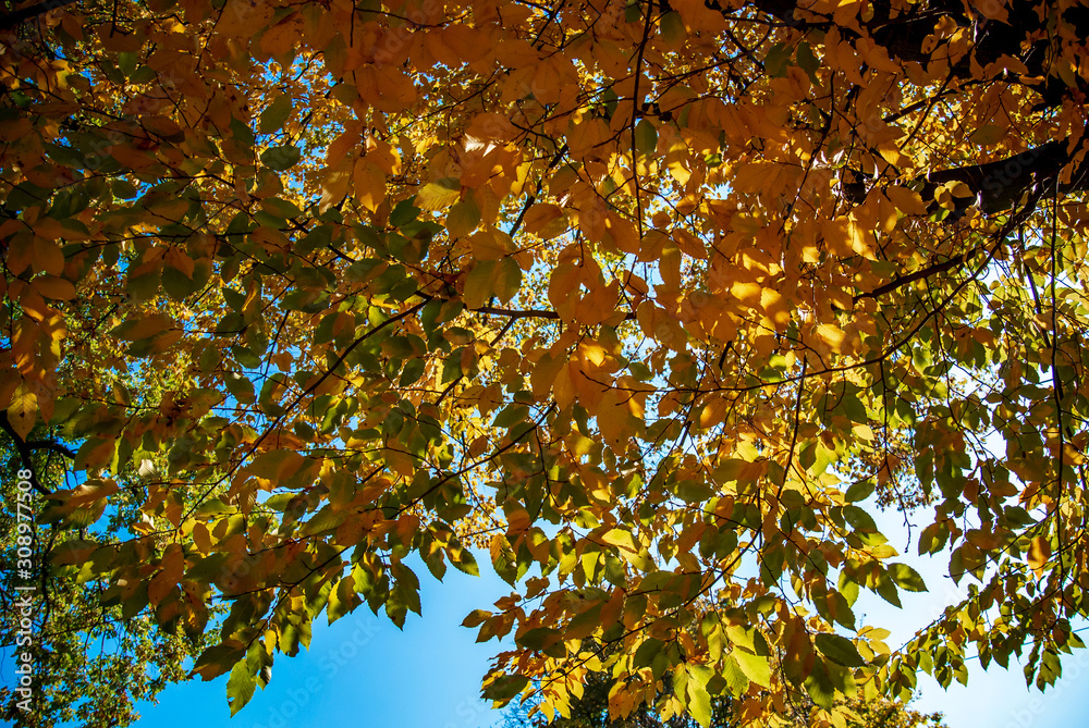 Golden autumn. Crown of a tree with yellow leaves against a clear blue sky