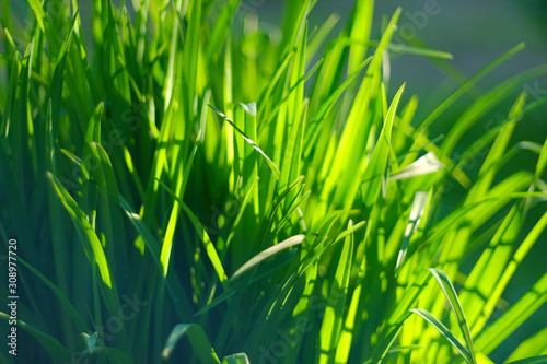Fresh green spring grass background. Close up soft photo