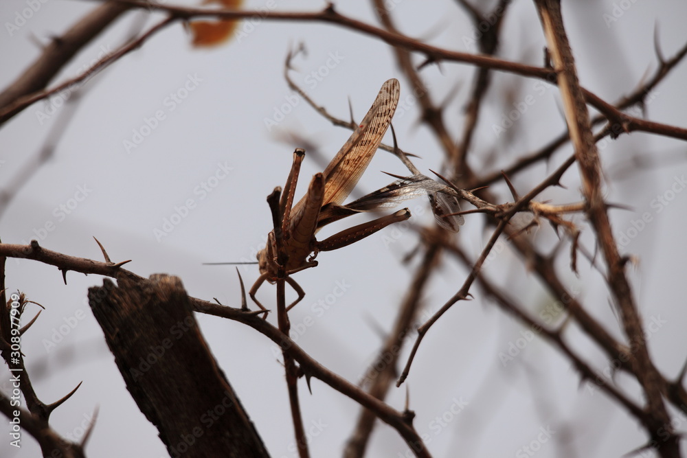 Locust on a tree branch in dry savannah landscape in Namibia Locust on a tree branch in dry savannah landscape in Namibia