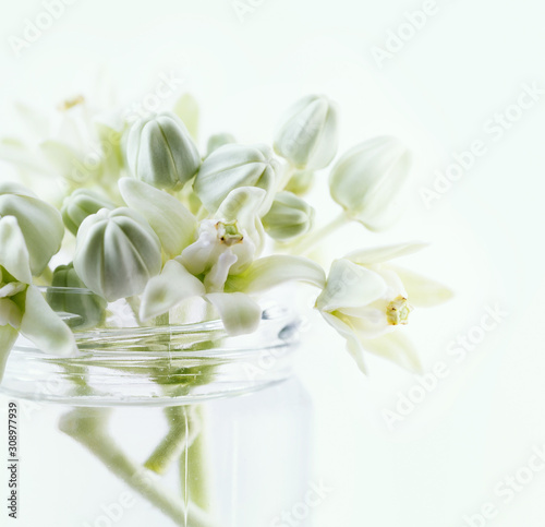 Close up and selective focus of . Calotropis Gigantea,square format.