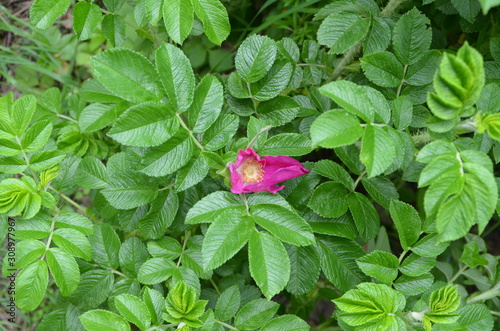 Rosa rugosa