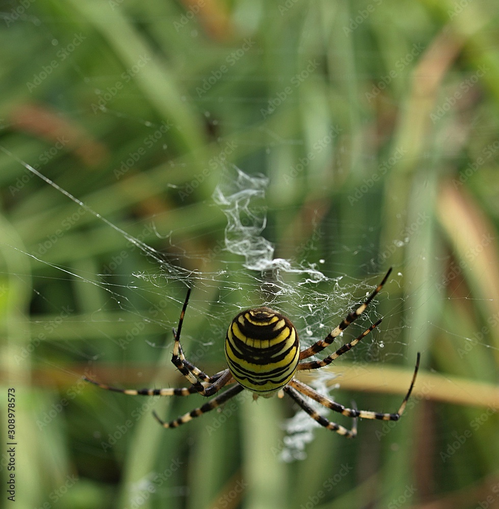 Macro of wasp spider with yellow and brown stripes Macro of wasp spider with yellow and brown stripes