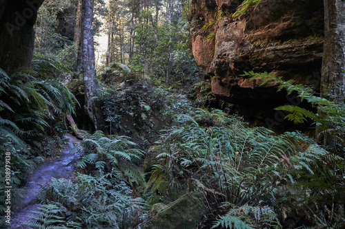 Grand Canyon Walk  Blue Mountains National Park  Evans Lookout Rd  Blackheath  NSW  Australia