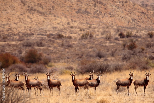 Gemsbok, Springbok antelope, zebras and oryx in the open dry savannah arid landscape in Namibia safari