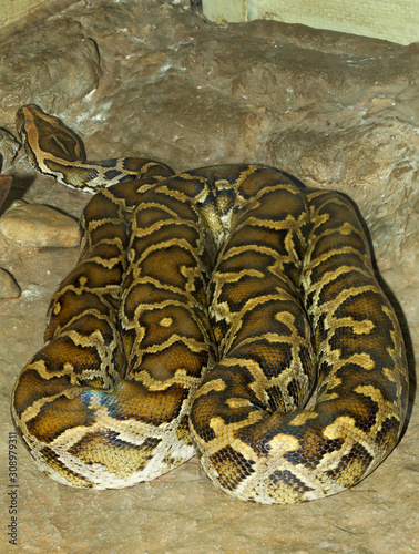 Head burmese python in body on soil at thailand
