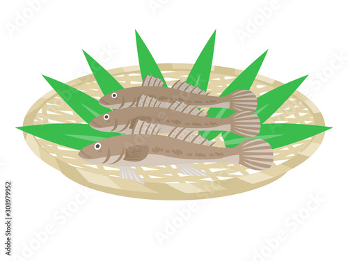 ハゼのイラスト