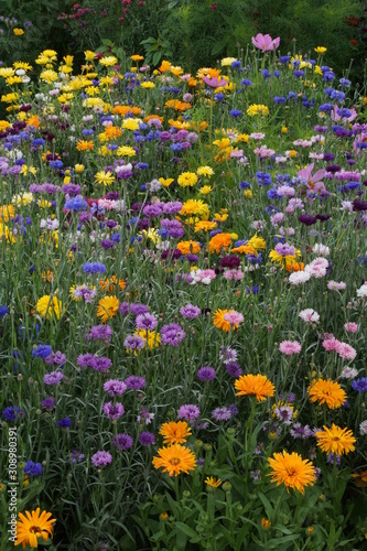 Meadow mix